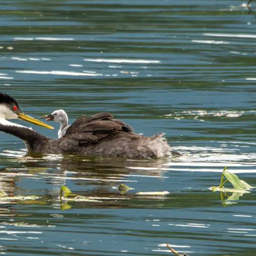 grebe
