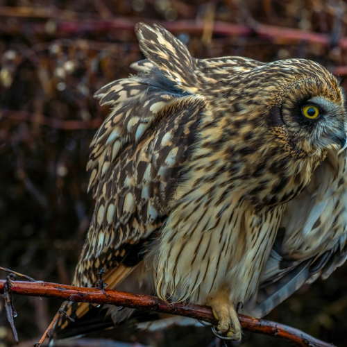 Short eared owl