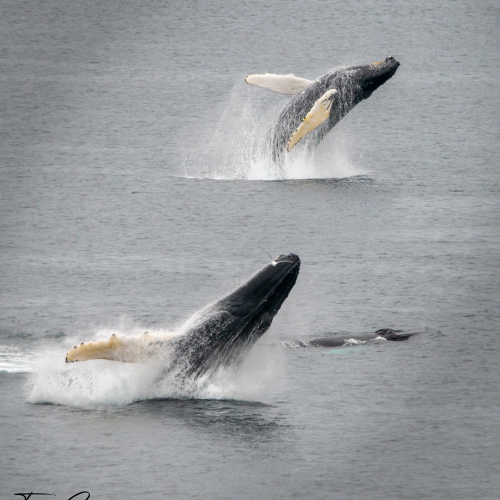 Double Breach 