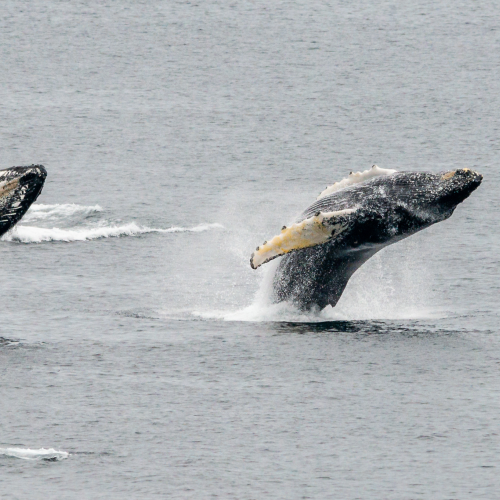 Double Breach 