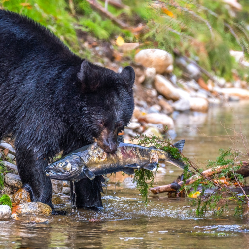 black bear hunting