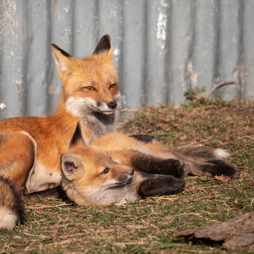 Red Fox kit cuddles with its Mom