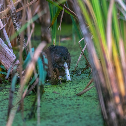 beaver