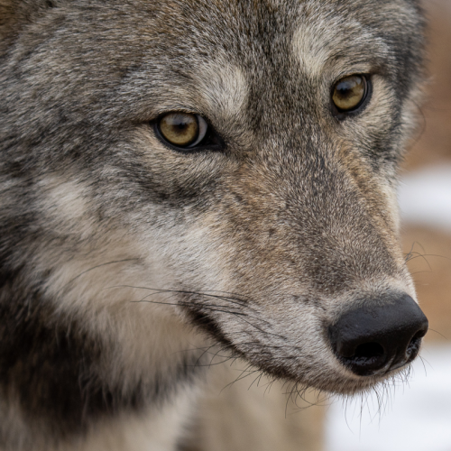 Wolve