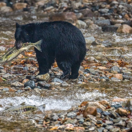 Black bear hunting salmon