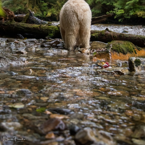 Great Bear Rain Forest
