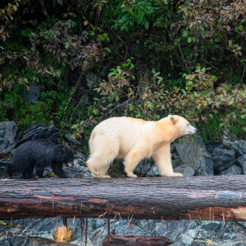 Great Bear Rain Forest