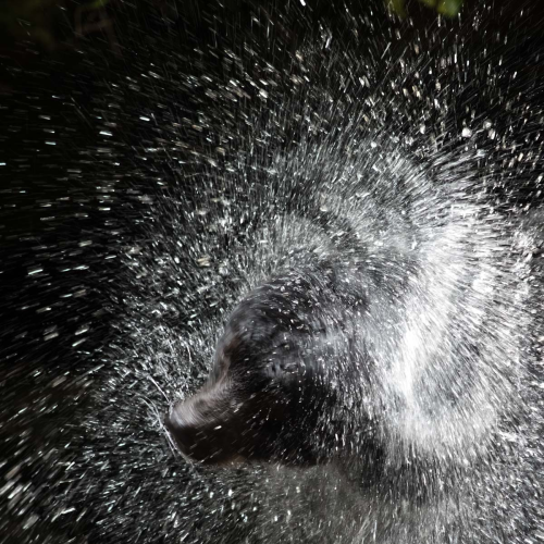 Great Bear Rain Forest