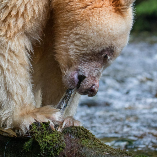 Great Bear Rain Forest