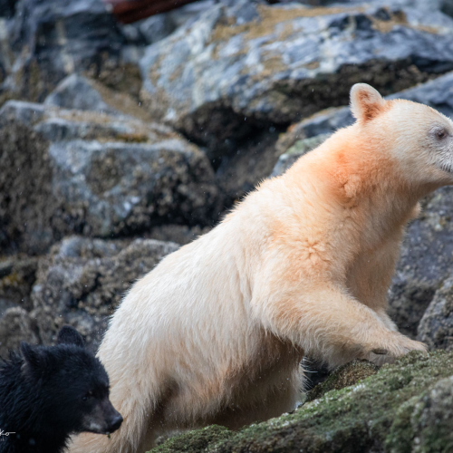 Great Bear Rain Forest