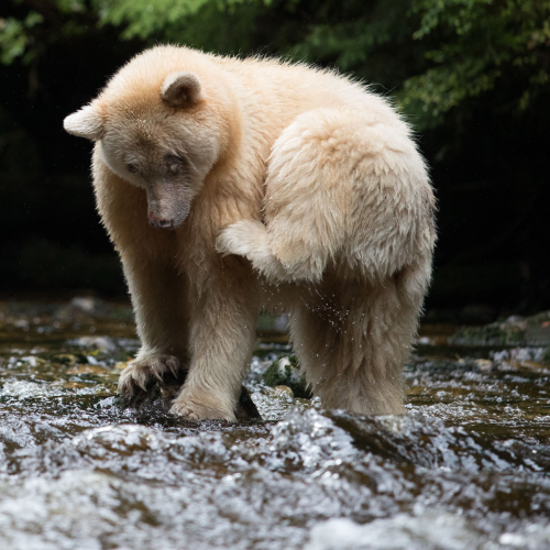 Great Bear Rain Forest