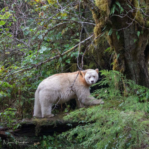 Great Bear Rain Forest