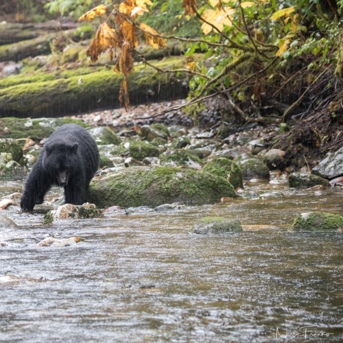 Great Bear Rain Forest