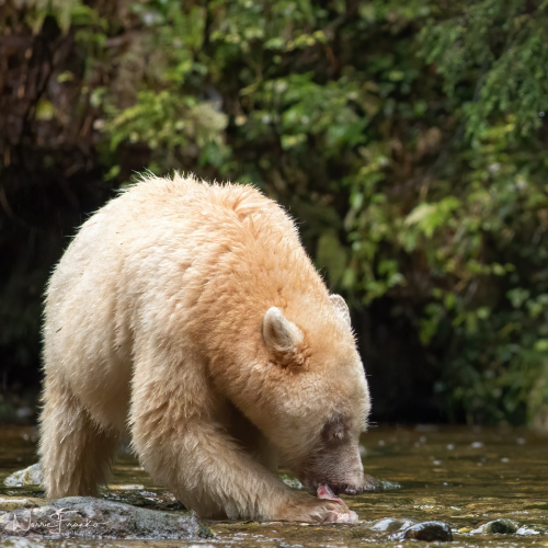 Great Bear Rain Forest