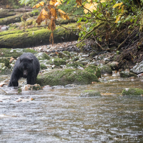Great Bear Rain Forest