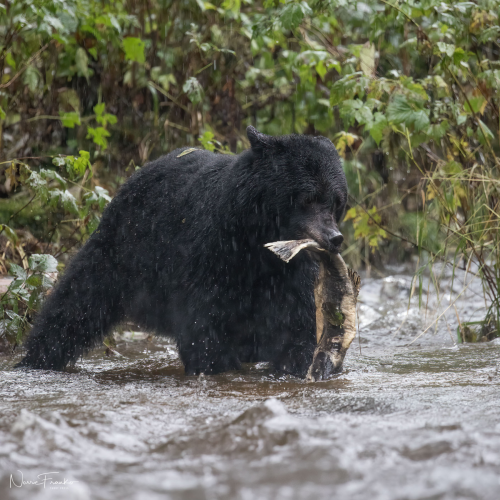 Great Bear Rain Forest