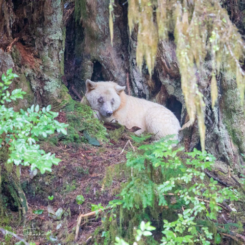 Great Bear Rain Forest