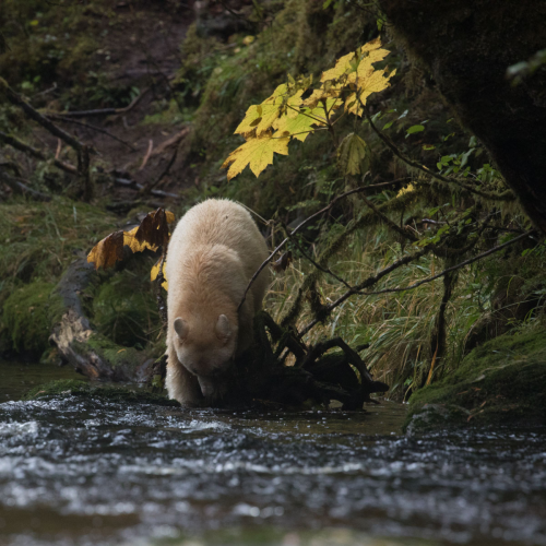 Great Bear Rain Forest