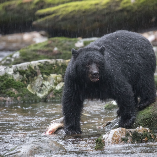 Great Bear Rain Forest