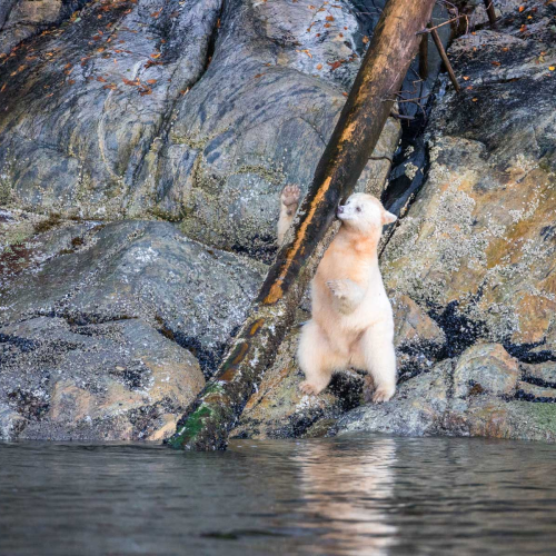 Great Bear Rain Forest