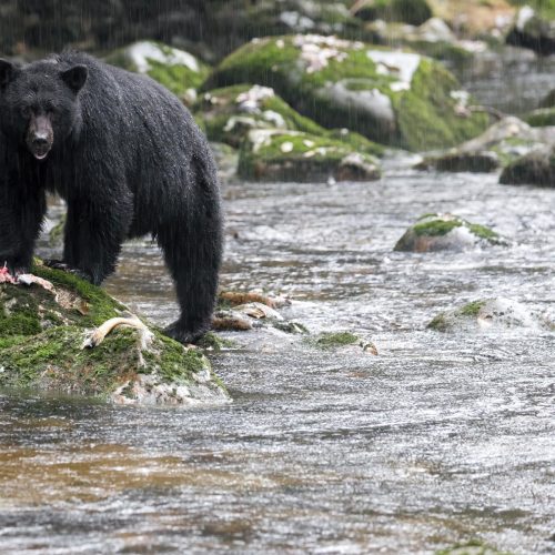 Great Bear Rain Forest