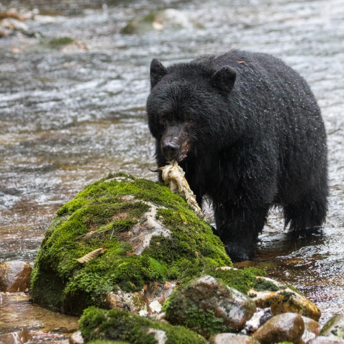 Great Bear Rain Forest