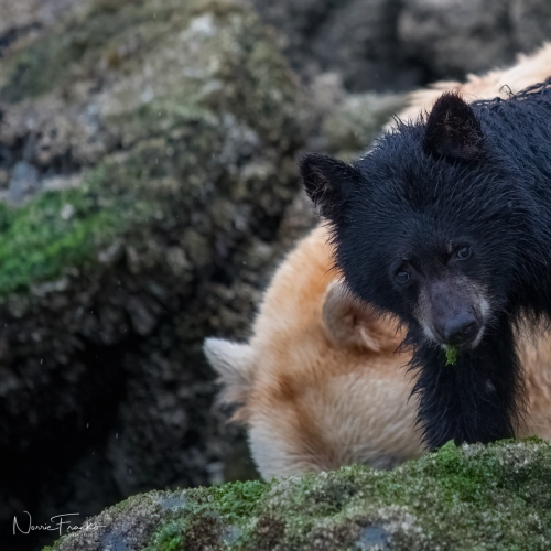 Great Bear Rain Forest