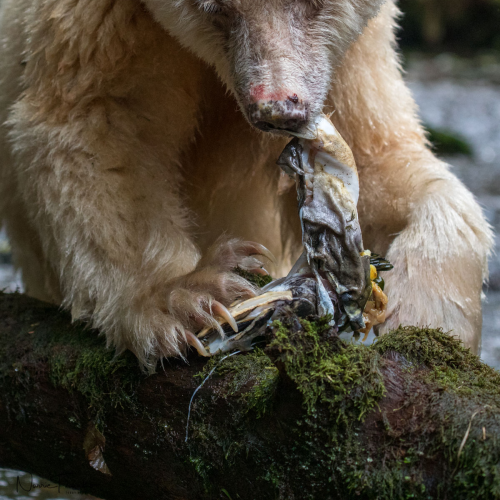 Great Bear Rain Forest