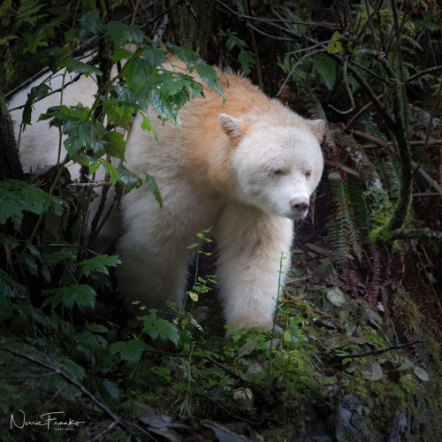 Great Bear Rain Forest