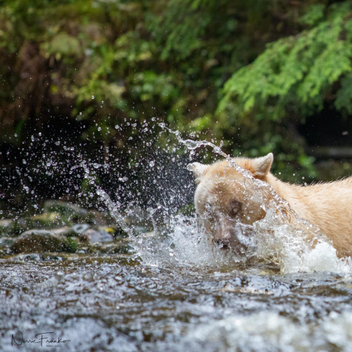 Great Bear Rain Forest