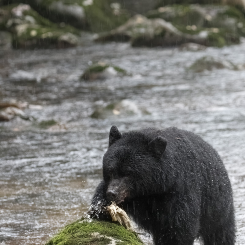 Great Bear Rain Forest
