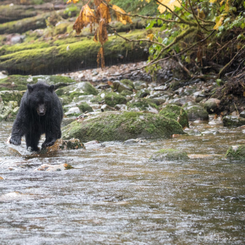 Great Bear Rain Forest
