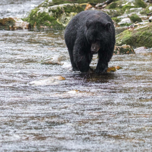 Great Bear Rain Forest