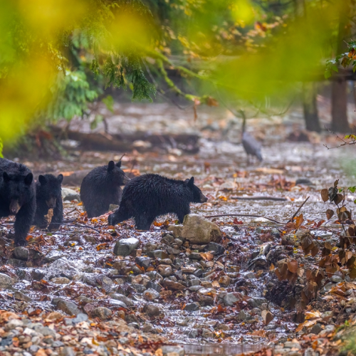 black bear with 3 babies