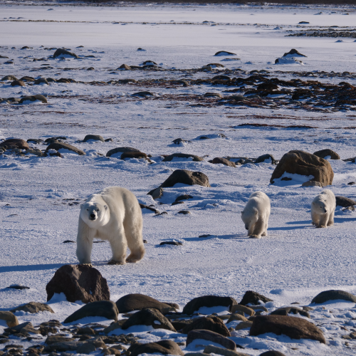 Polar Bear with triplets