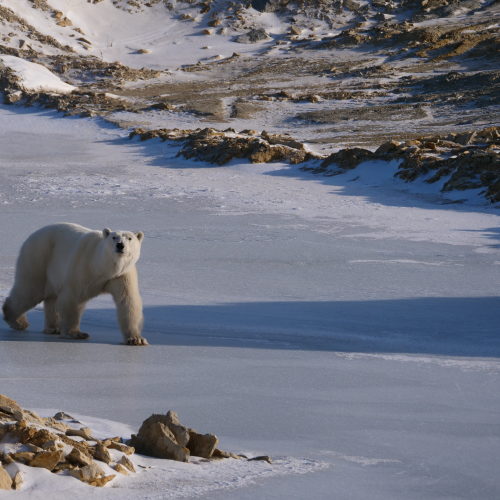Polar Bear with triplets