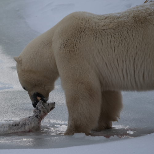 Polar Bear with triplets