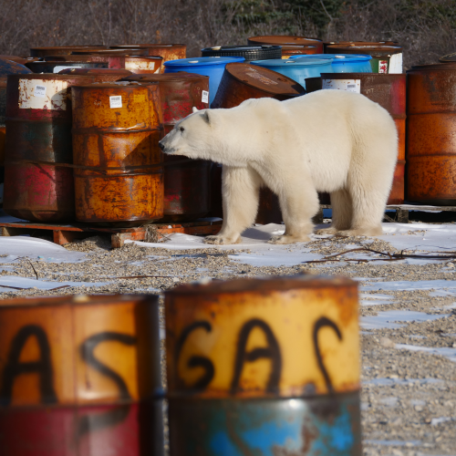 Polar Bear with triplets
