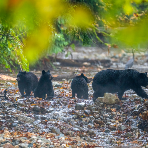 black bear with 3 babies