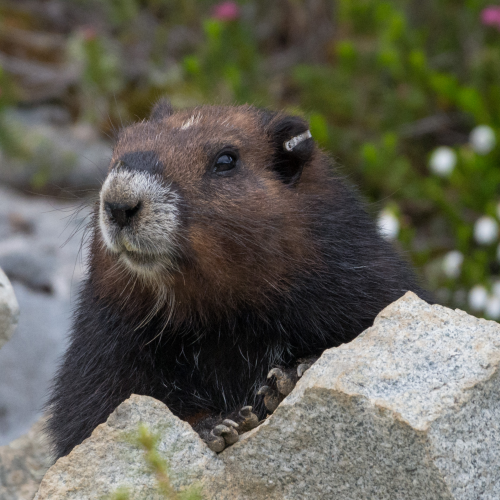 Curious Ernest the wild Vancouver island Marmot