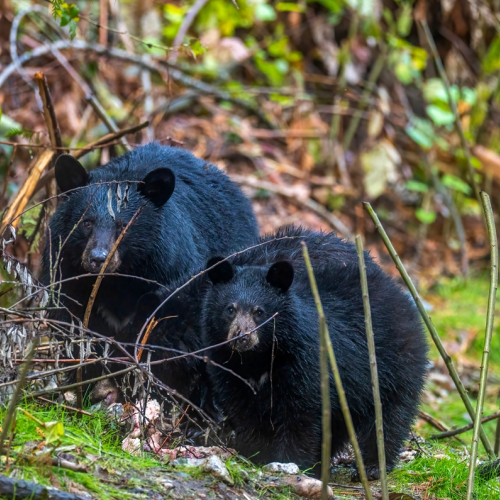 black bear family