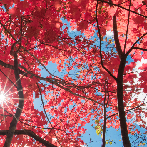 Maple under the sun