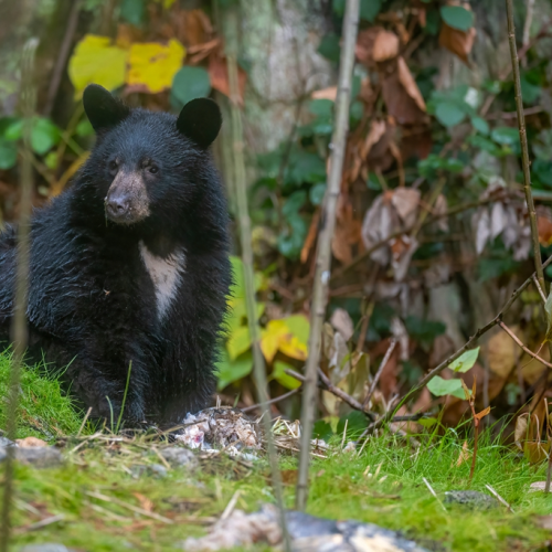 black bear 