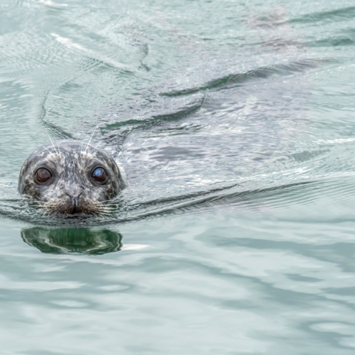 seal