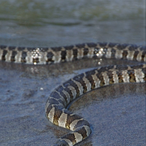 snake swim