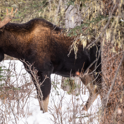Big Bull