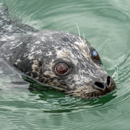 seal