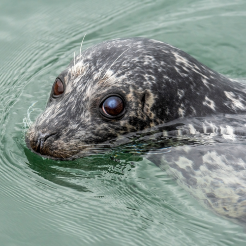 seal