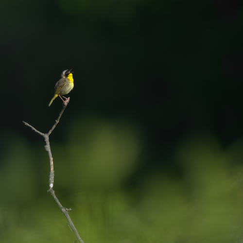 Crooning Yellowthroat