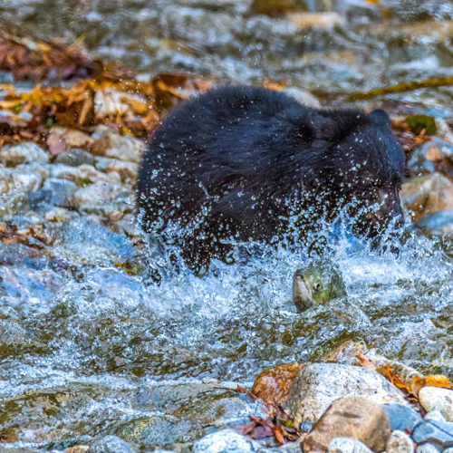 Salmon escape